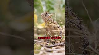 Weirdest Animal Defenses You've Never Heard Of 🦎#shorts #animals #wildlife #nature #animalfacts