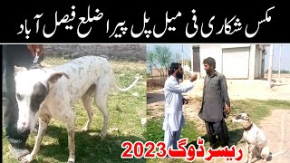 Shikari Dog in pakistan| pure Gultair Cross Shikari/pure Shikari Dog by Farooq Iqbal Vlogs 189 views 1 year ago 2 minutes, 59 seconds