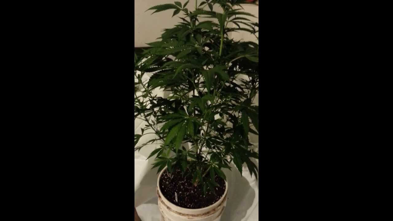Delicious Seed's Cotton Candy and Caramelo Grow! 3rd week flower