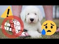 10 Reasons NOT to get an Old English Sheepdog┃Ed&Mel の動画、YouTube動画。