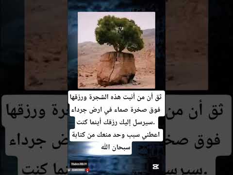 ثق أن من أنبت هذه الشجرة ورزقها فوق صخرة صماء في أرض جرداء