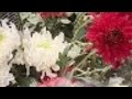 Barish me ugne wale flowers plant : This Was Unexpected!! भर जाऐगा फूलों से #trending #indian