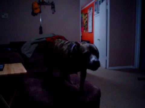 who sings who let the dogs out axle the pit bull singing to quot who let the dogs out quot who sings who let the dogs out axle the pit bull singing to quot who let the dogs out quot