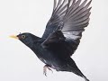 The Beatles - Blackbird