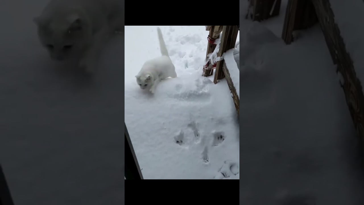 Cats And Snowy Weather 