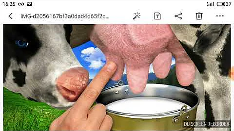 Что будет если не подоить корову