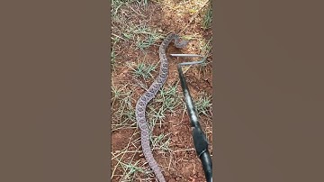 Saving a rattlesnake from construction