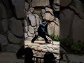 Gorilla the wolf conqueror