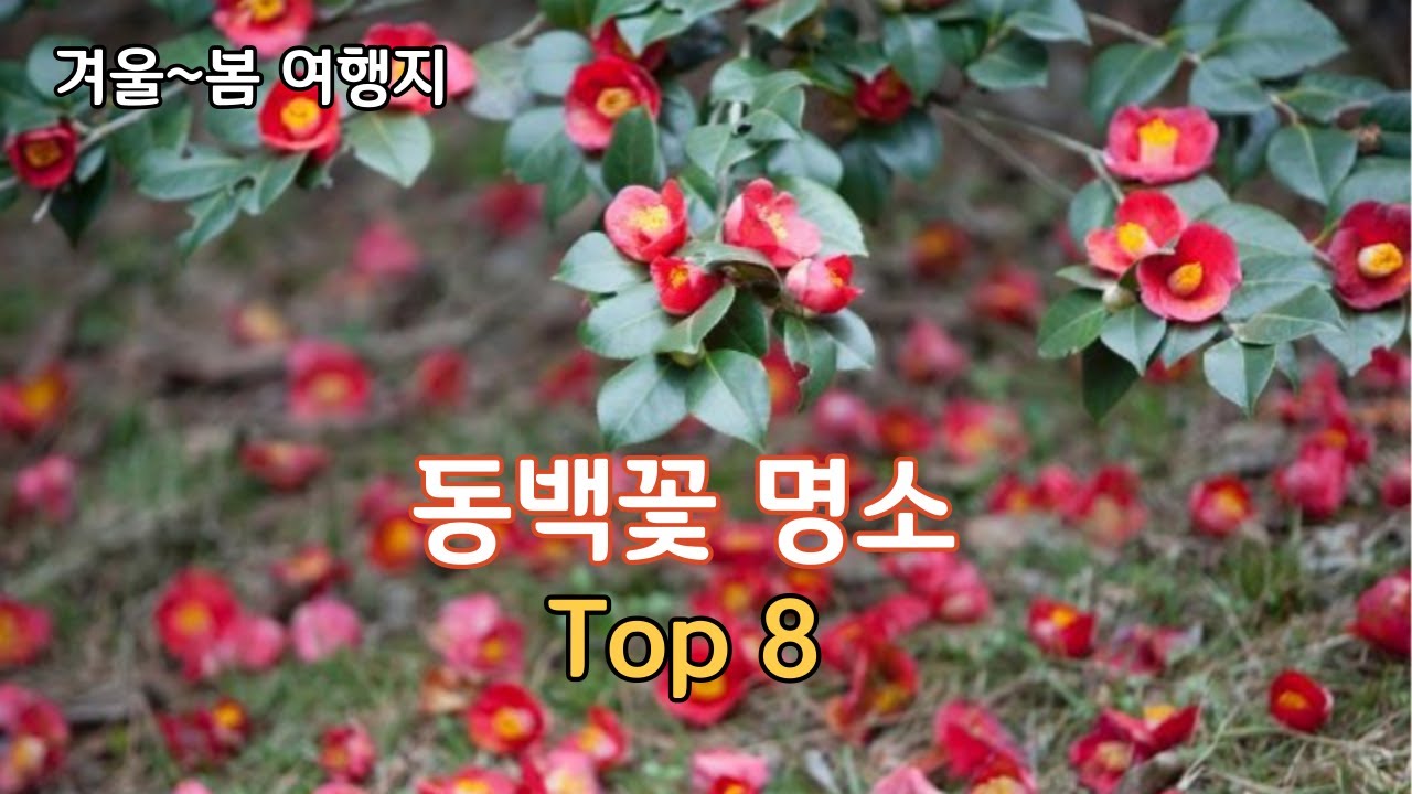 동백꽃 명소 베스트8/지금부터 봄까지 꼭 가봐야할 여행지/1월~3월 여행지 추천