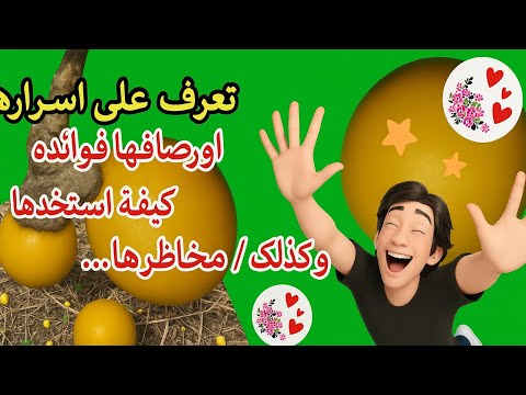 كنز اليمن الشافي العرصم سر التئام الجروح من أرض سورق أو العرصم سولانوم انكانوم