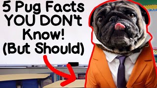 5 FUNNY Pug Facts You NEED To Know! (Too Cute!)