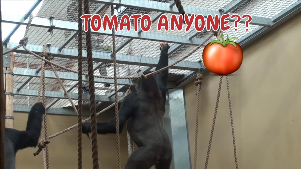 Gorilla  Feeding Time