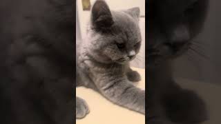 Blue British Shorthair kitten