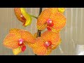 Орхидеи НОВИНКИ - ПОКУПКИ // KV Beauty // Проверяю КОРНИ после покупки. ОБРАБАТЫВАЮ в МАКСИМе...