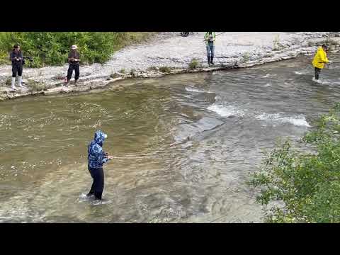 Salmon Ganaraska River Port Hope September 12, 2021