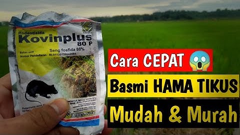 Cara membasmi tikus di sawah | inspirasi petani