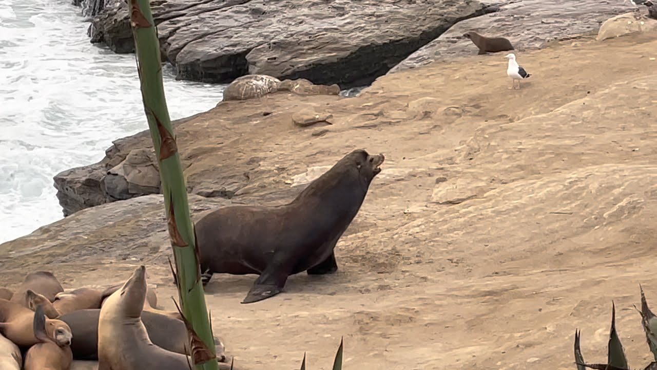 Sea lions (Zalophus californianus) at La Jolla Cove | Leones marinos en la ensenada de La Jolla