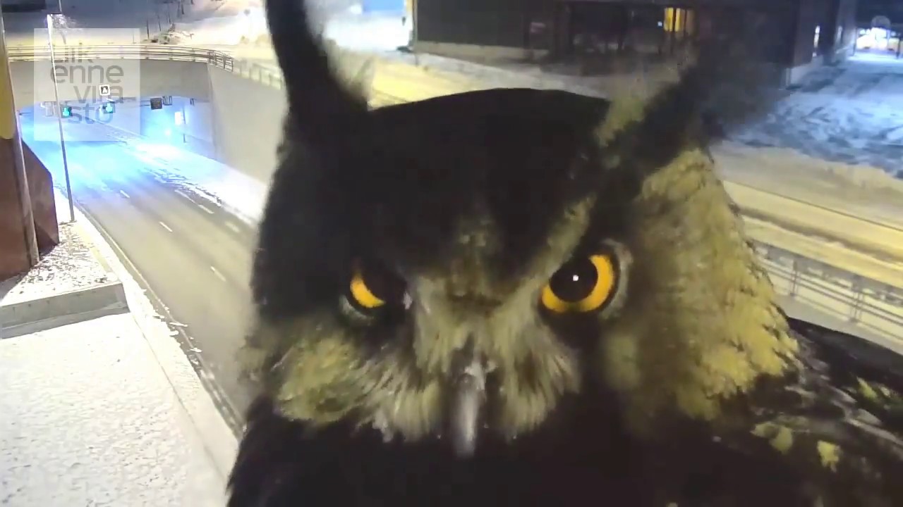 Traffic camera captures evil owl talking to itself