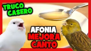 REMEDIOS CASEROS CANARIO NO CANTA 🐤 MEJORAR CANTO DEL CANARIO 🐥 CANARIO AFONICO QUE NO CANTA