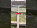 Challenges faced by catfish farmers in Ghana #foryou #shorts #catfishfarming #catfishfarm #catfish