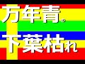 【万年青の下葉枯れ】全国大会でトップを取った万年青も下葉は枯れます　自然なことなので心配いりません　下葉処理はそのままと、切るのがおすすめ【万年青の豊明園】Rohdea japonica  omoto