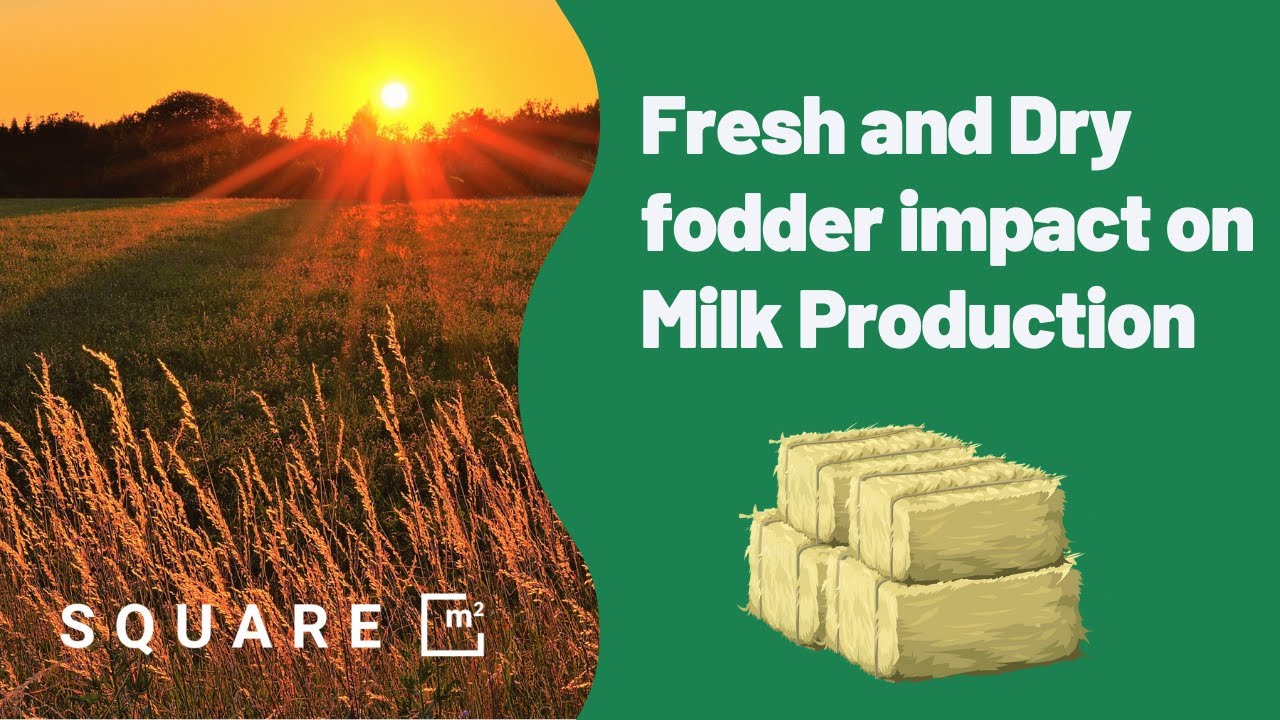 How Fresh and Dry fodder impacts Milk Production - YouTube