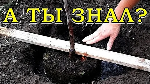 7 правил посадки ПЛОДОВЫХ ДЕРЕВЬЕВ🌿🍁🍂