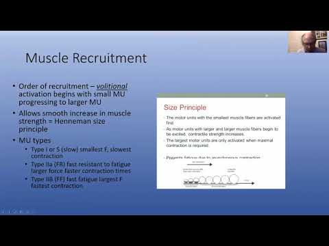 Order of Muscle Recruitment During Volitional Muscle Contraction