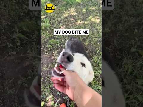 Dog’s Cute Little