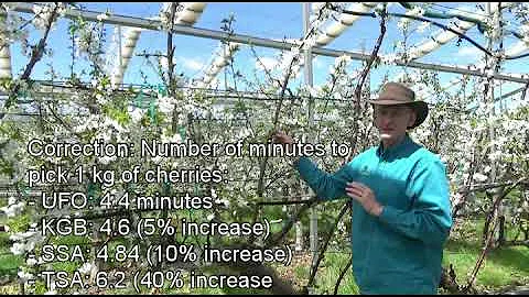Update from Dr Greg Lang on 10 year old cherry tri...
