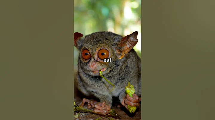 5 Mind Blowing Facts About Tarsiers! 🦉👀 #facts #animals