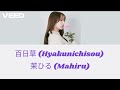 茉ひる (Mahiru) - 百日草 (Zinnia) {Karaoke} with Lyrics [Rom/Kan/Eng]