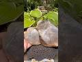 Smokey Quartz twin (6lbs) on sale #crystals #nature #love #meditation #healing #reiki #yoga #quartz