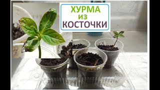 КОСТОЧКА ХУРМЫ проросла только одна