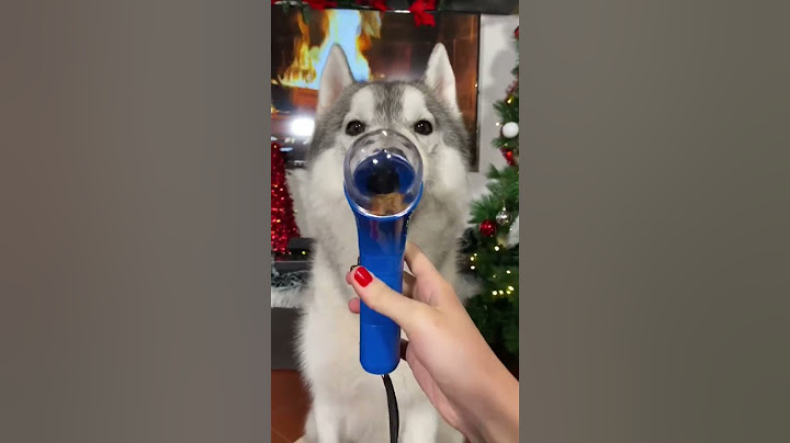 REGALO uno SPARA CROCCANTINI al mio CANE🫢🐶🎁 #regalo #sorpresa #dog #cane #cani #dogs #surprise