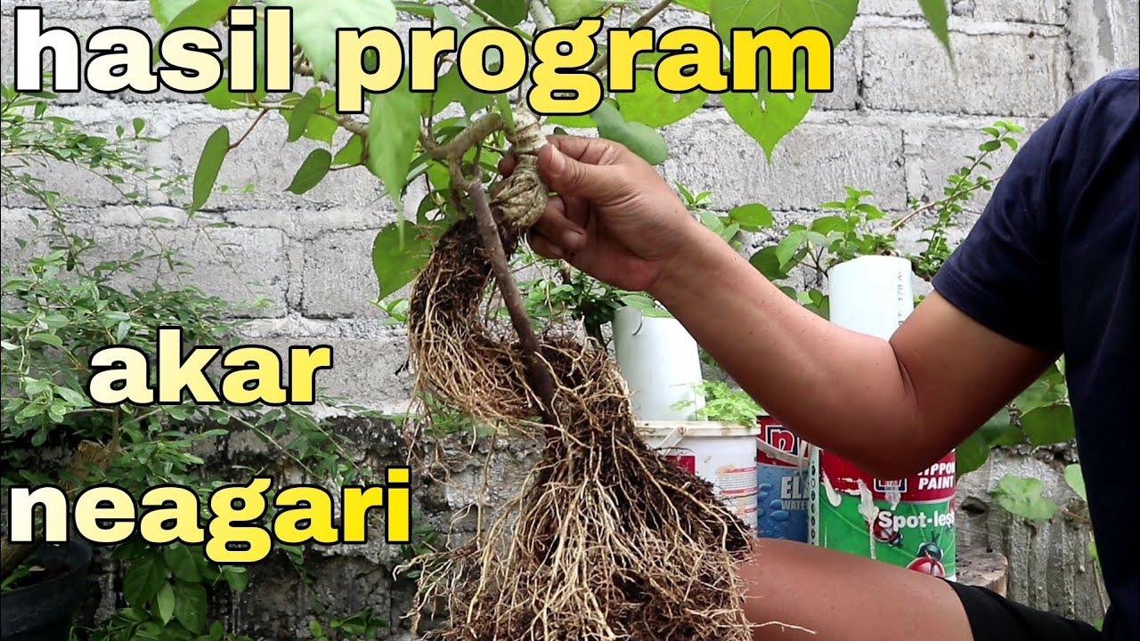 Cara Jitu Membuat Bonsai Neagari YouTube