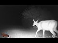 Farmhouse Trail Camera. Finally starting to see interesting things. SD cards 7-4-19