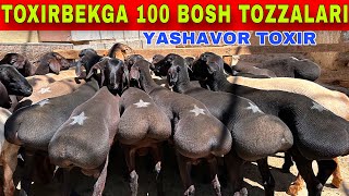 TOXIRBEKGA 100 BOSH TOZZA XSORILAR KELDI NARXLAR BOMBA