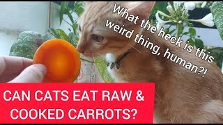 Can Cats Eat Carrots? Is Cooked & Raw Carrot Good or Bad for Your Kitty? by Oh My Cat 3,806 views 1 year ago 1 minute, 41 seconds