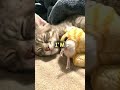 Im not that innocent ft;my kitty.