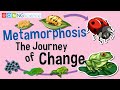 Metamorphosis in Animals