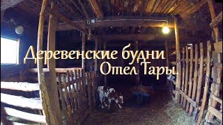 Тара отелилась. Дойка первотелки // Жизнь в деревне Тара отелилась. Дойка первотелки // Жизнь в деревне