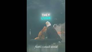 This Eagle Had a Secret Meeting With a Fox #shorts This Eagle Had a Secret Meeting With a Fox #shorts
