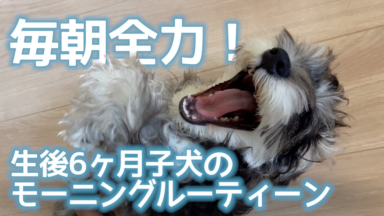 子犬のモーニングルーティーン - 生後6ヶ月ミニチュアシュナウザーとんすけ -