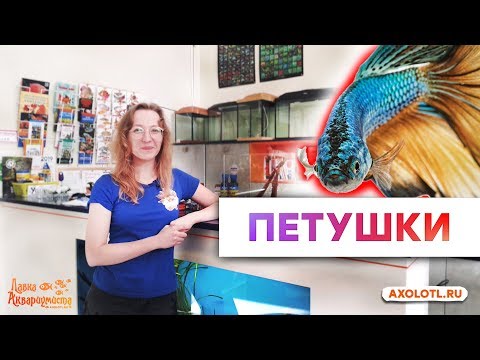 Рыбки Петушки. Все об одной из самых популярных рыбок в домашнем аквариуме.