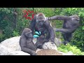 Momoka's attack made baby gorilla Sumomo frightened and Momoko angry | Gorilla Haoko Troop