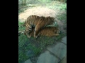 tigers having sexi time at the zoo