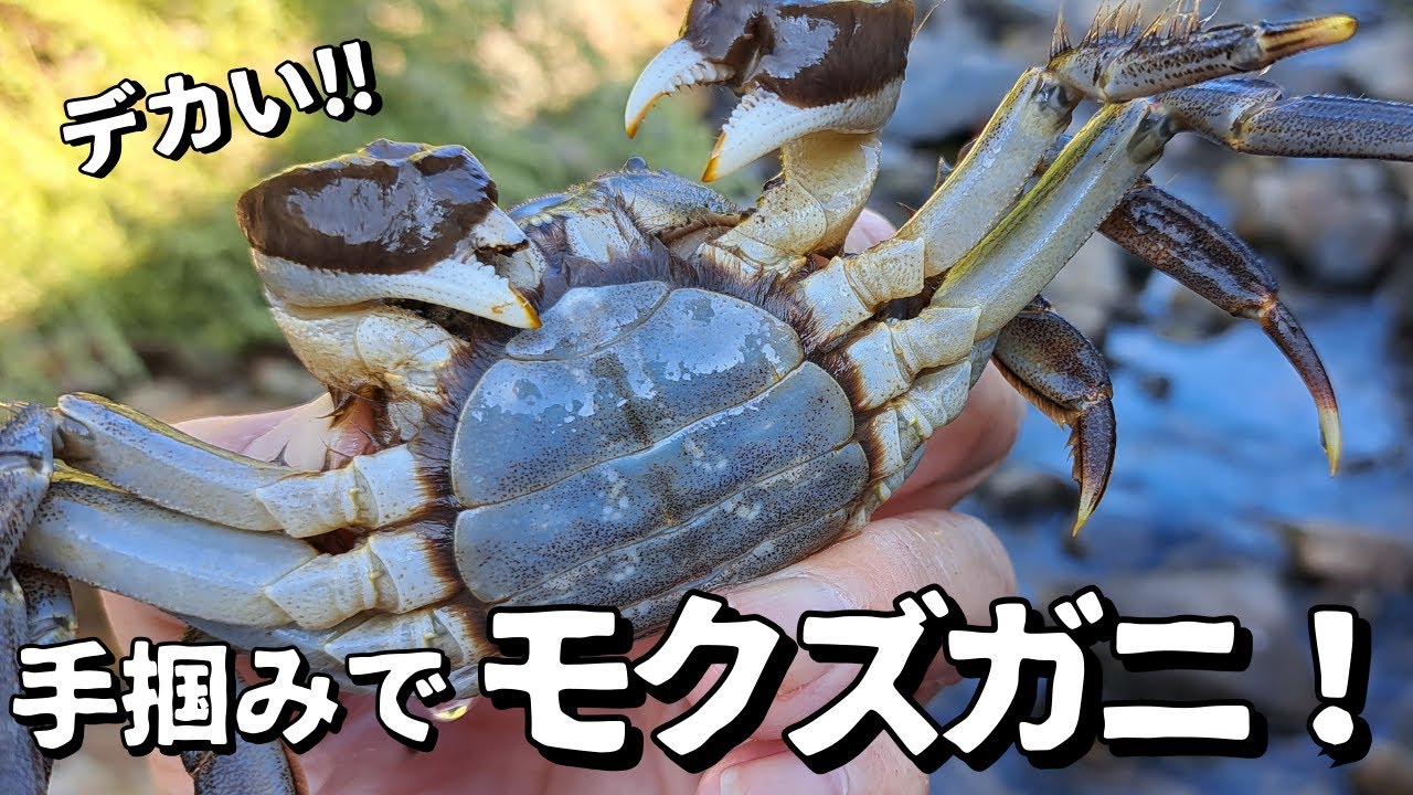 巨大モズクガニ捕り!田舎のキレイな川にカニ籠を投入してみた 巨大モズクガニ捕り!田舎のキレイな川にカニ籠を投入してみた