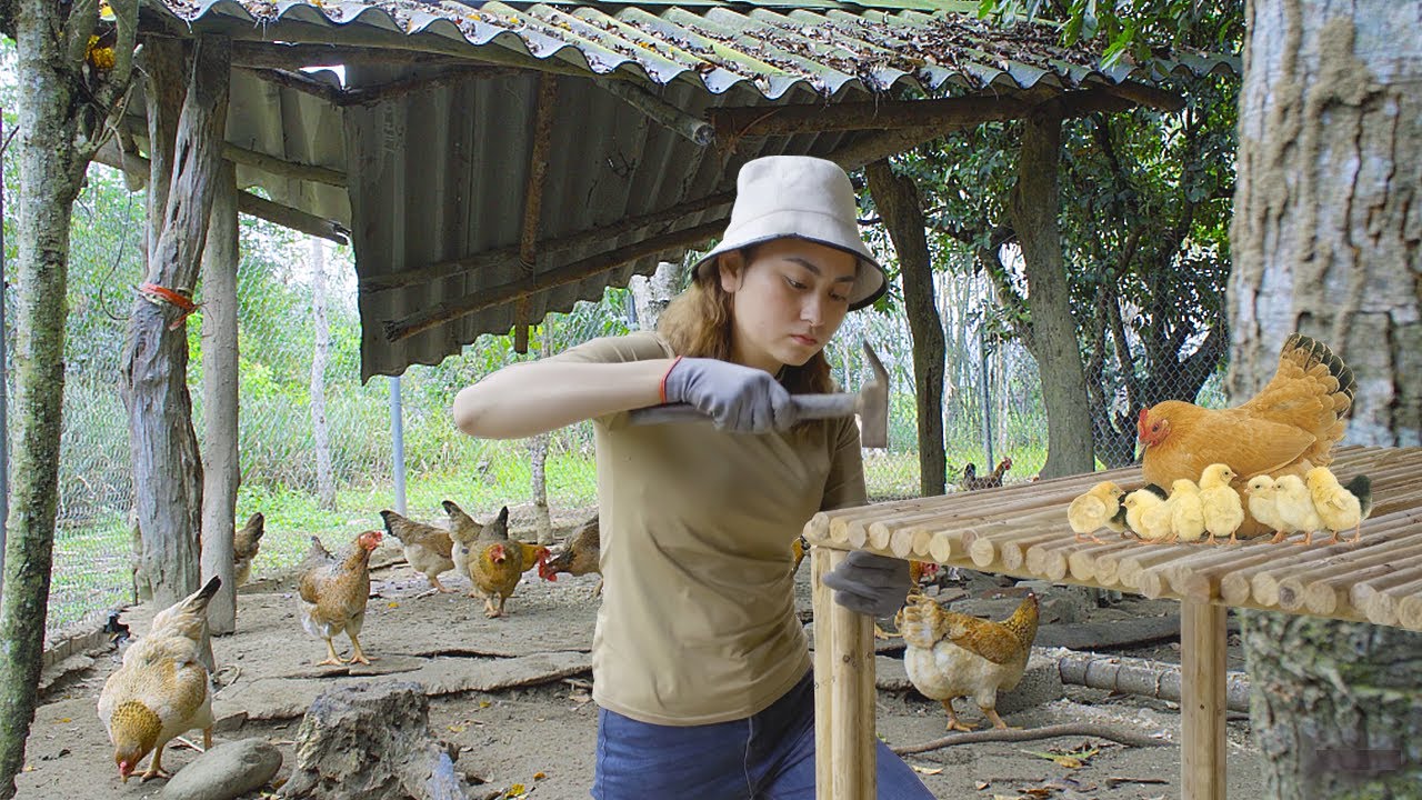 The girl builds a wooden chicken farm & uses banana tree trunks as food ...