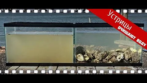 Устрицы очищают воду | Разница между чистыми и нечистыми животными